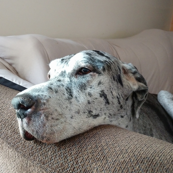 Meet your Posher, Karen - Picture 5 of 8